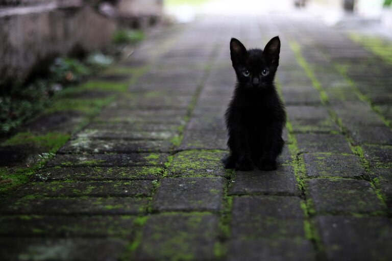 Chaton noir