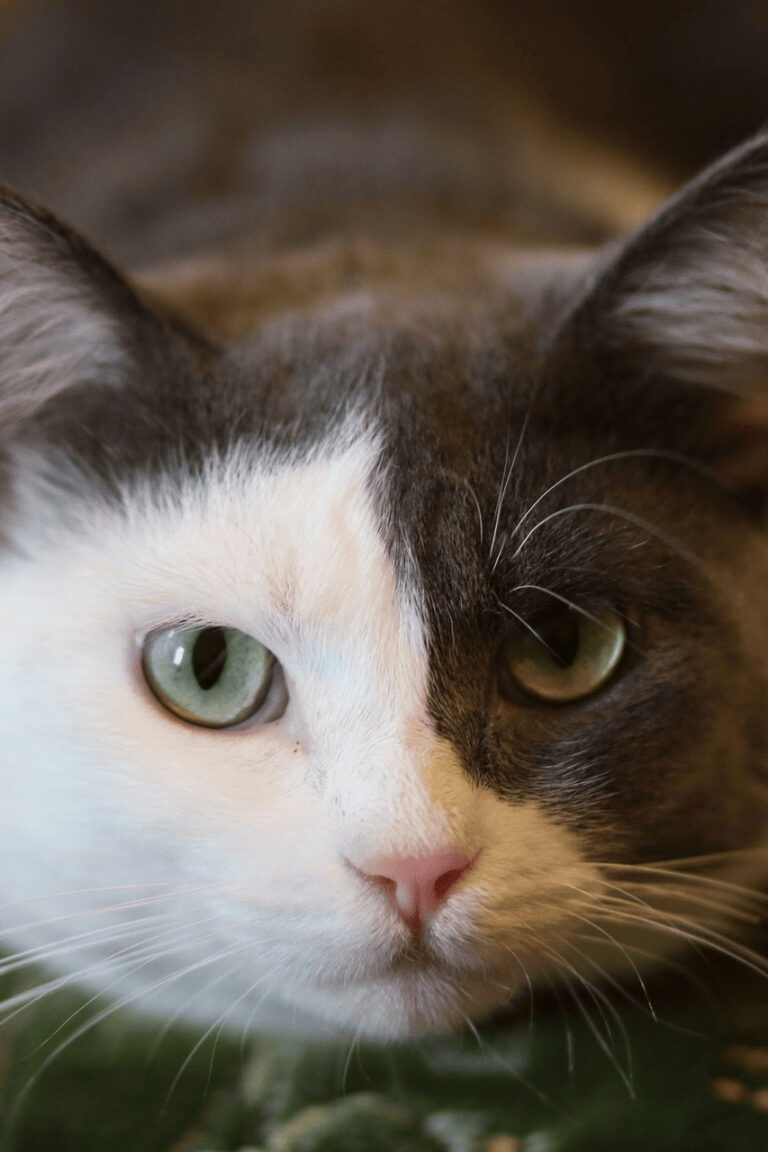 Gros plan chat Problématiques chat