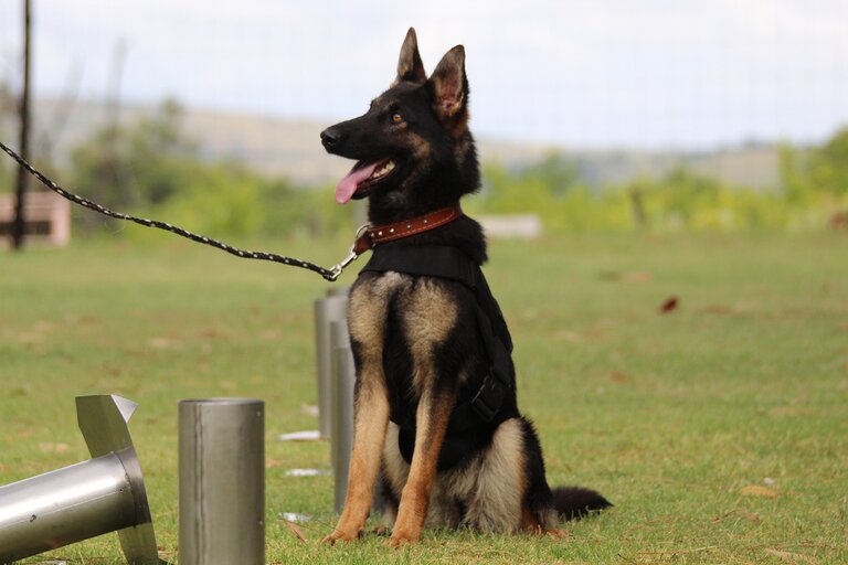 Séance d'éducation