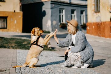 Un chien et une femme se tapent dans les mains joyeusement