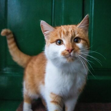L'image nous montre un chat roux devant une porte verte, ce qui laisse suggérer qu'il attend pour rentrer