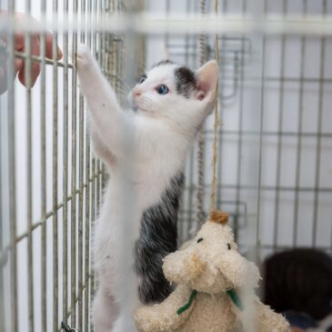 Chat disponible à l'adoption