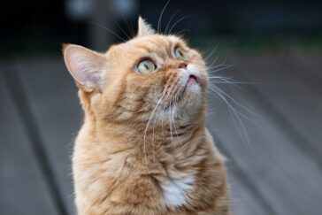 chat qui regarde sur le coté