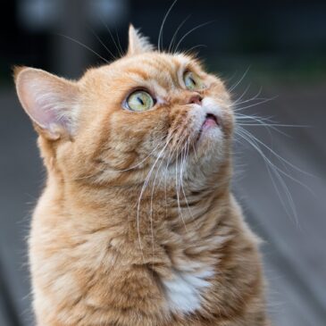 chat qui regarde sur le coté
